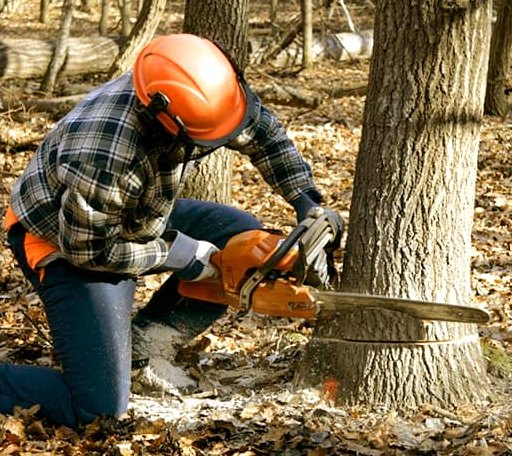 Tree Removal in Lake City, KS